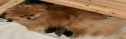 Pomeriaan honden te koop: dwergkees/pomeriaan pups met FCI stamboom - Advertentie 2