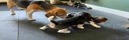 Beagle honden te koop: Beagle pups - Advertentie 12