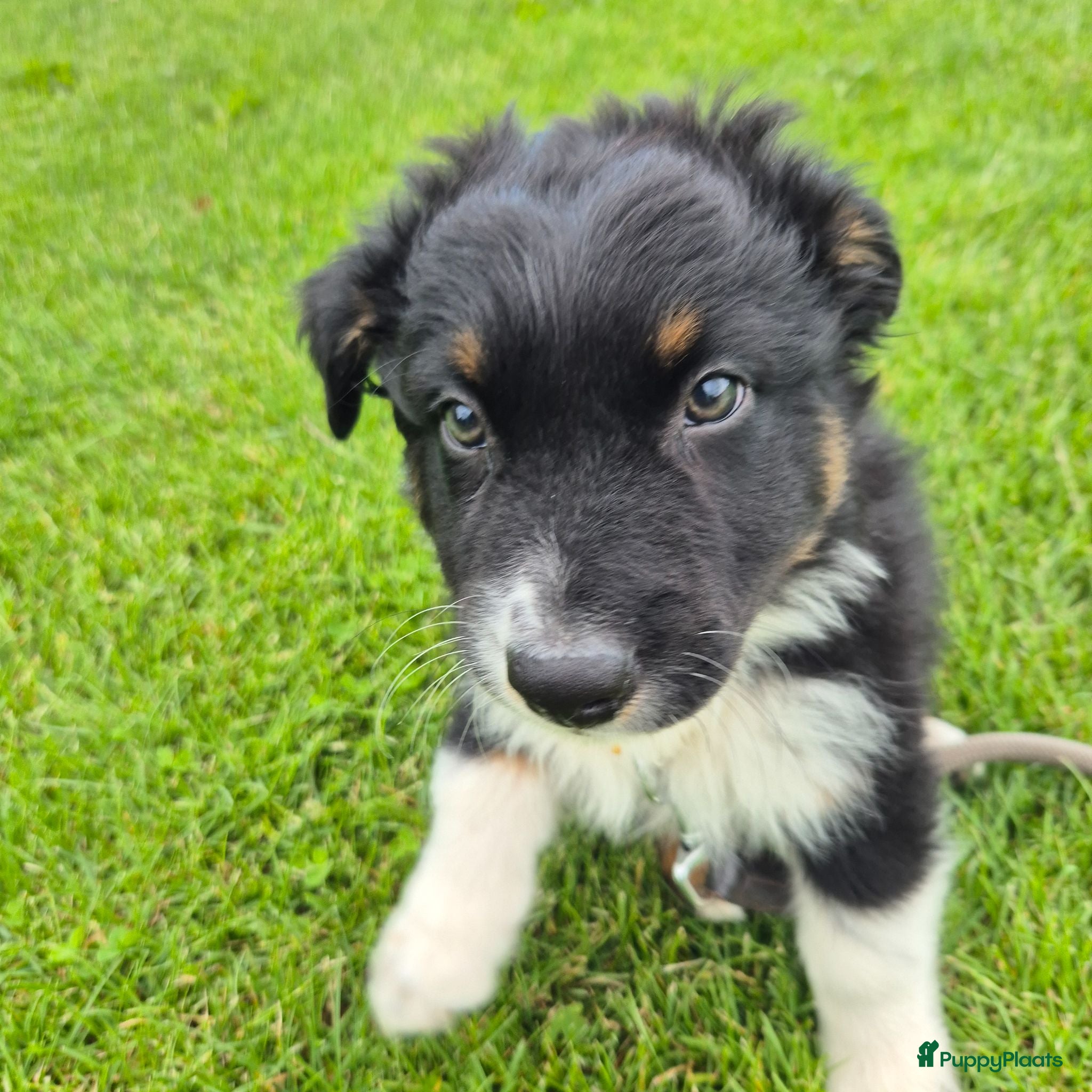 Australian Shepherd honden Nog 2 australian shepherd reutjes zoeken een thuis - Advertentie 1