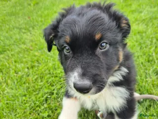 Australian Shepherd honden Nog 2 australian shepherd reutjes zoeken een thuis - Advertentie 1