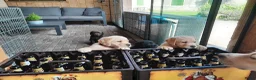 Labrador Retriever honden te koop: Labrador pups te koop in Terschuur - Advertentie 4