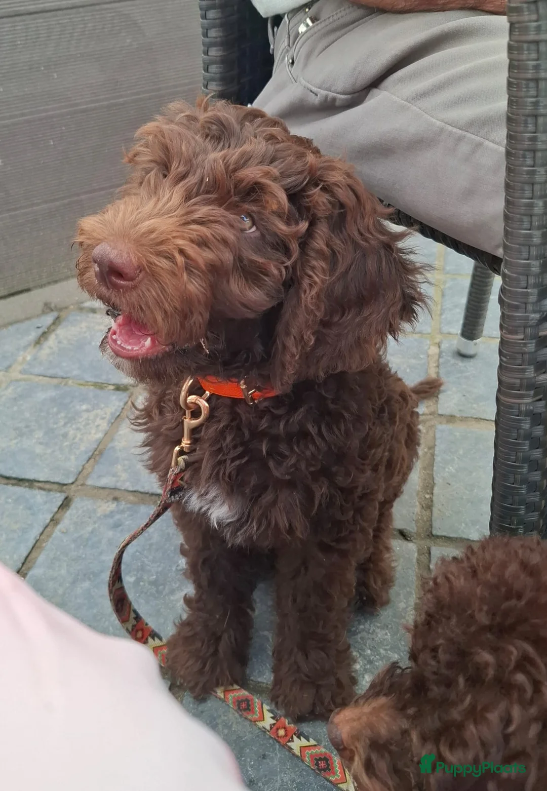 Labradoodle honden te koop: Labradoodle Reu chocolade kleur 13 weekjes in Maastricht - Advertentie 1