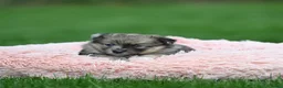 Kruising honden te koop: Eerste familiale nestje Poshie pups - Advertentie 6