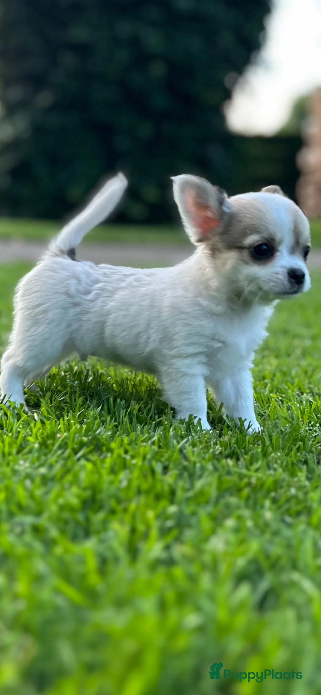 Chihuahua honden te koop: Mooie langharige chihuahua pups - Advertentie 2
