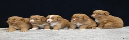 Nova Scotia Duck Tolling Retriever honden te koop: Nova Scotia Duck Tolling Retriever pups # Toller - Advertentie 2