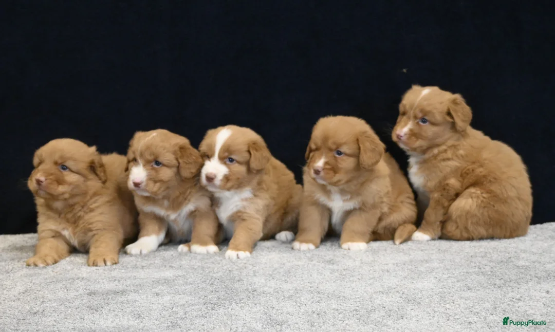 Nova Scotia Duck Tolling Retriever honden te koop: Nova Scotia Duck Tolling Retriever pups # Toller - Advertentie 2