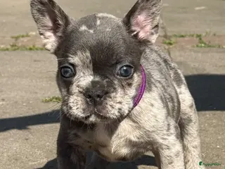 Franse Bulldog honden Schitterende merle reutjes van geteste ouders. - Advertentie 4
