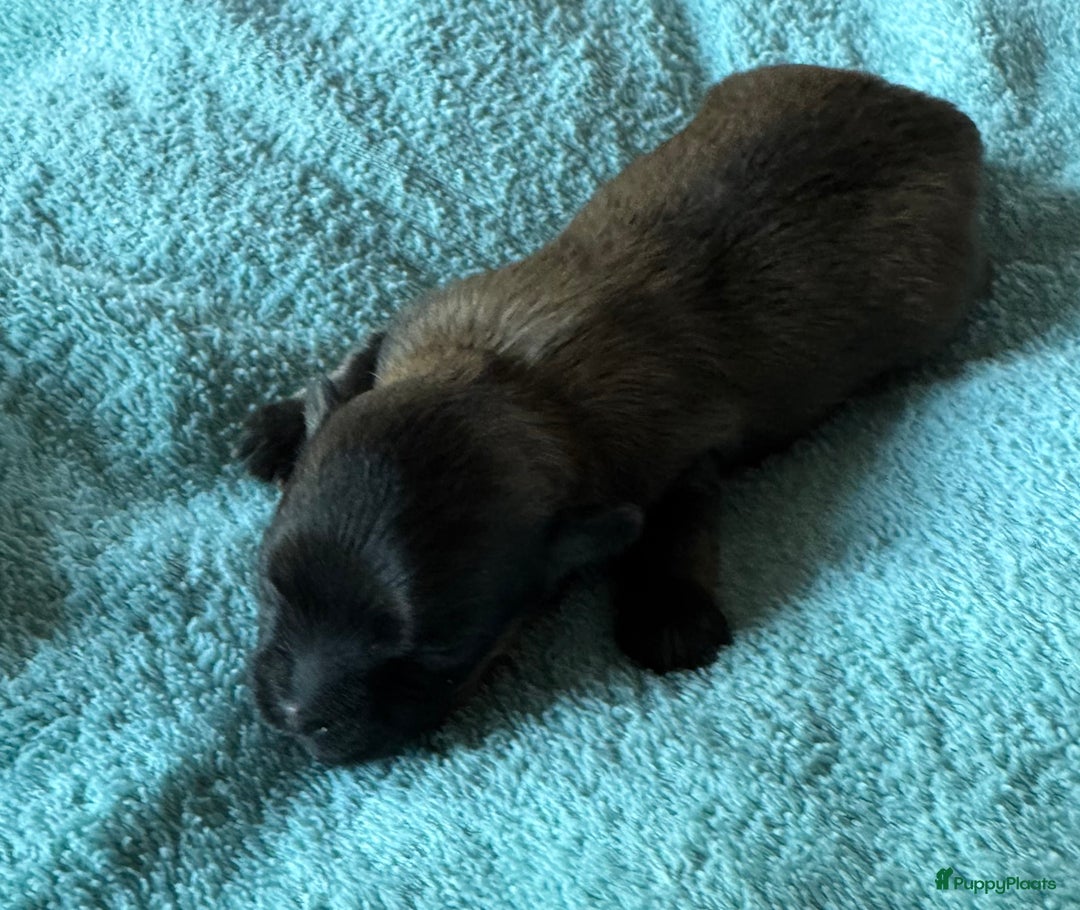 Bolonka Zwetna honden te koop: Bolonka Zwetna pups - kleine knuffels - Advertentie 19