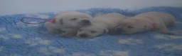 Labrador Retriever honden te koop: Authentieke Gele Labrador Pups Met Stamboom - Advertentie 7