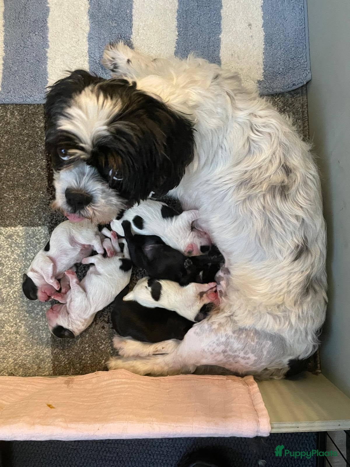 Shih Tzu honden te koop - Advertentie 5
