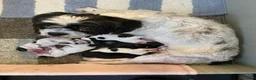Shih Tzu honden te koop: te koop in Ritthem - Advertentie 1