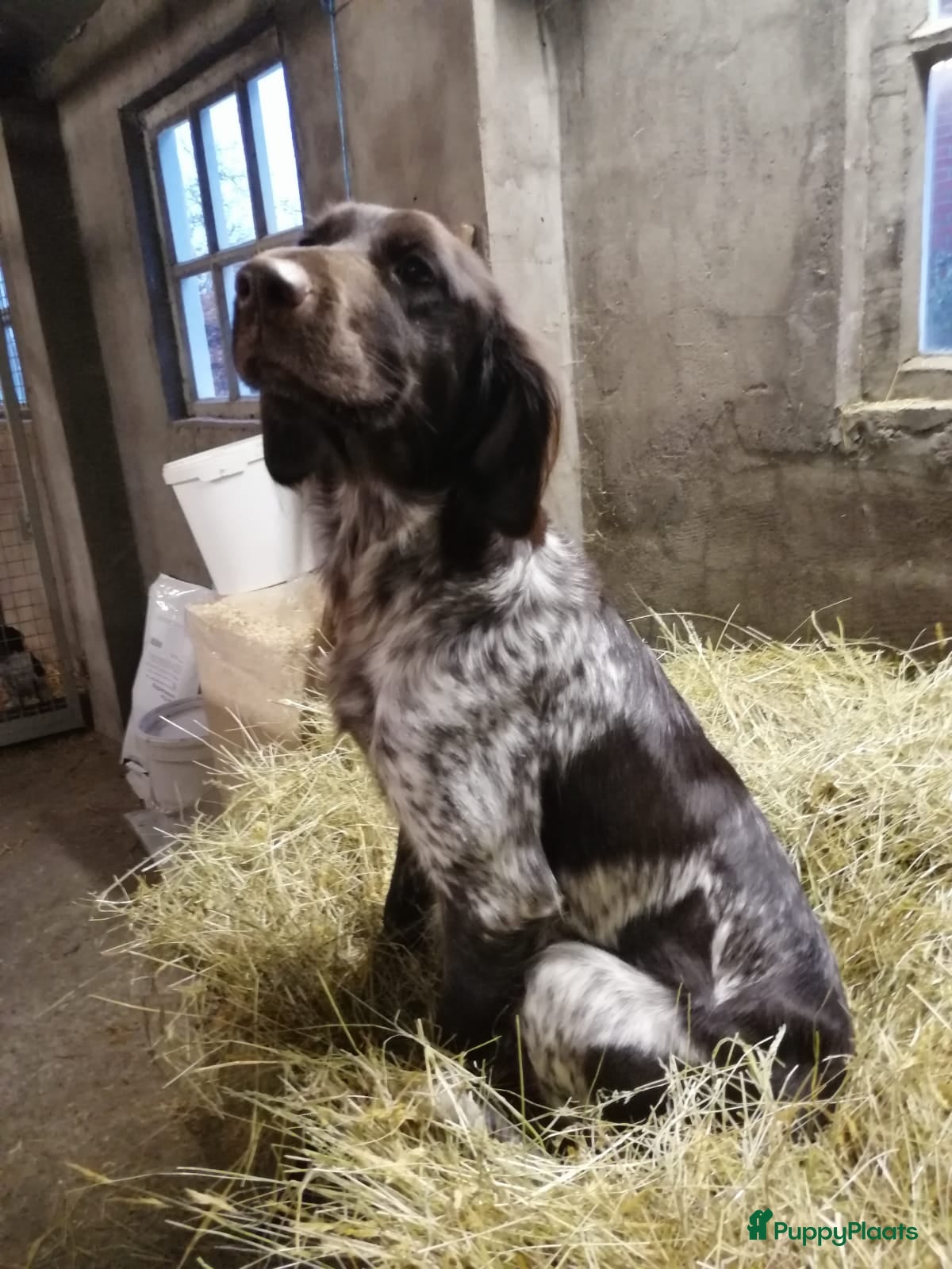 Kruising honden heidewachtel x boerenfox pups - Advertentie 1