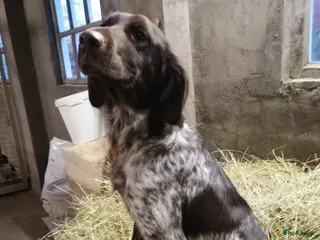 Kruising honden heidewachtel x boerenfox pups - Advertentie 1