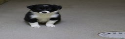 Border Collie honden te koop: Super Schattige border collie pups te koop - Advertentie 12