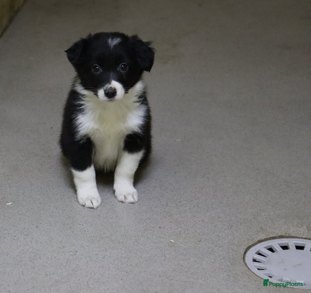 Border Collie honden te koop: Super Schattige border collie pups te koop - Advertentie 12