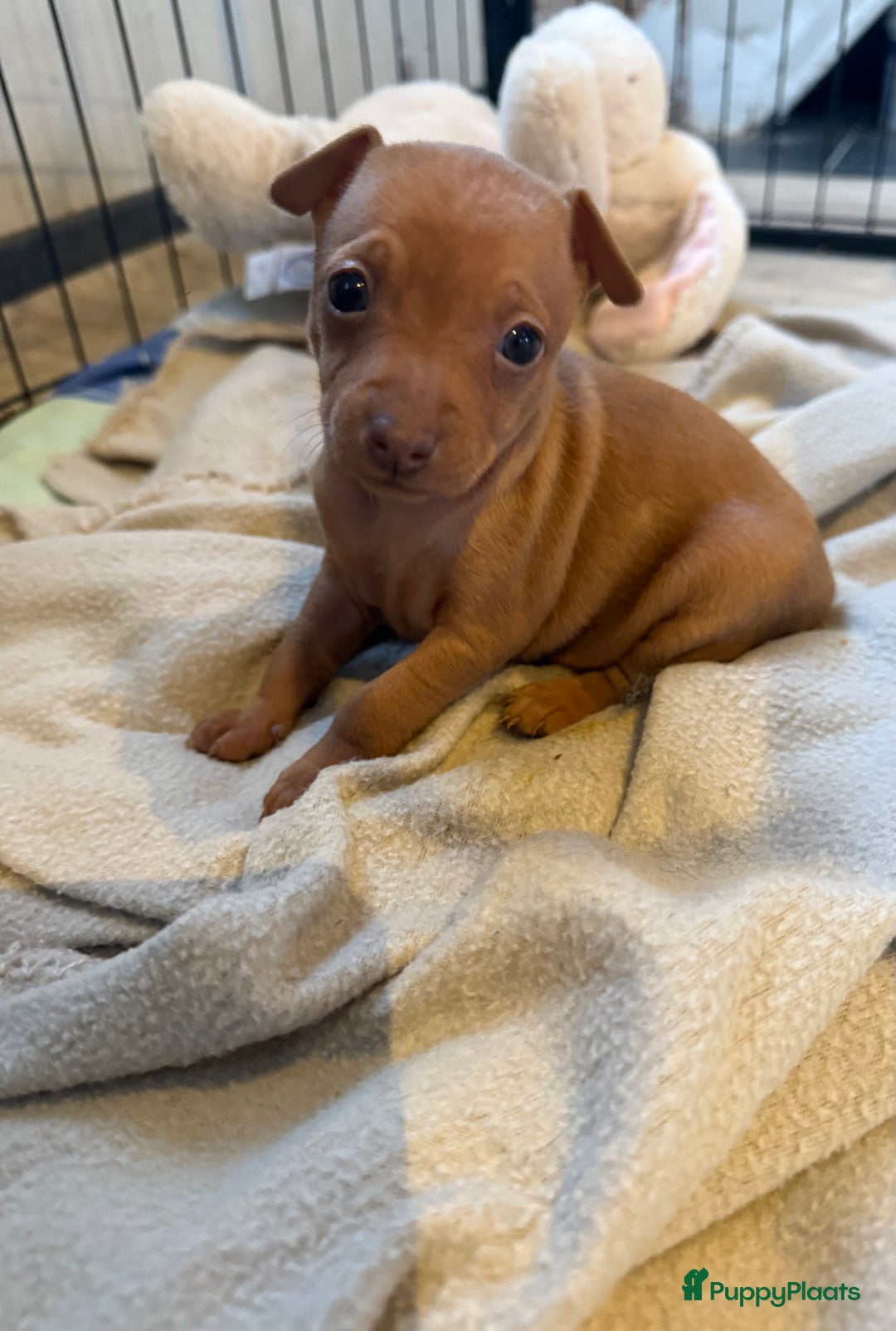 Dwergpinscher honden te koop: Dwergpinscher pups - Advertentie 15