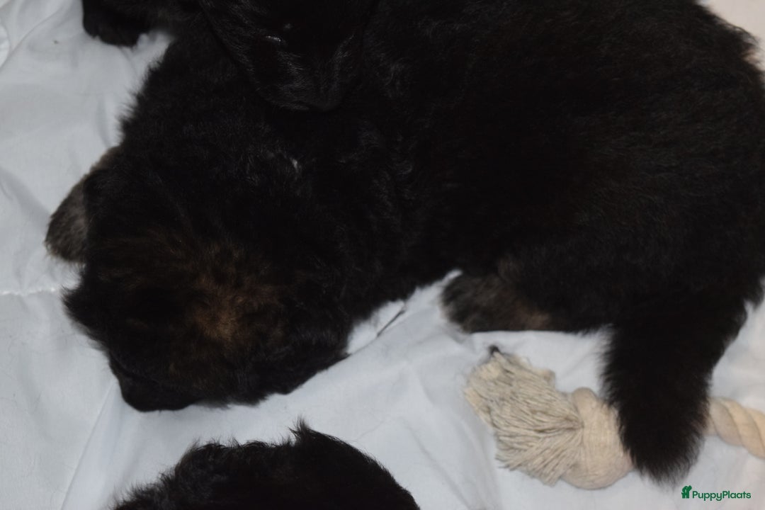 Duitse Herder honden te koop: ZWARTE OUD DUITSE HERDER PUPPY - Advertentie 7