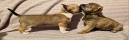 Chihuahua honden te koop: Uniek brindle chichuahua teefje - Advertentie 9