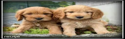 Cockapoo honden te koop: Cockapoo pups - Advertentie 9