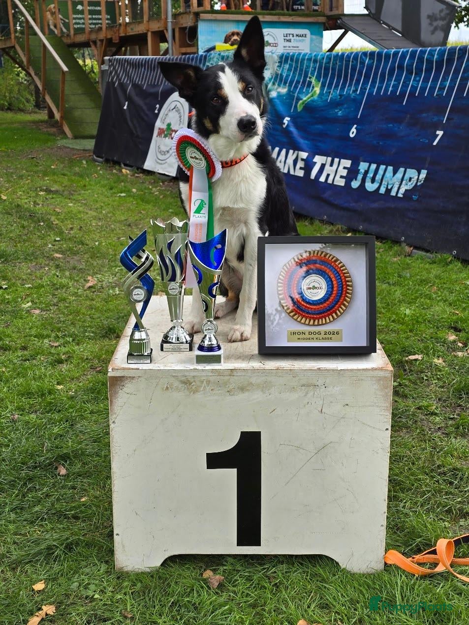 Kruising honden Sportieve reu zoekt passende teef - Advertentie 1