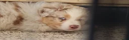 Australian Shepherd honden te koop: Australische herder pups huiselijk opgevoed  - Advertentie 9