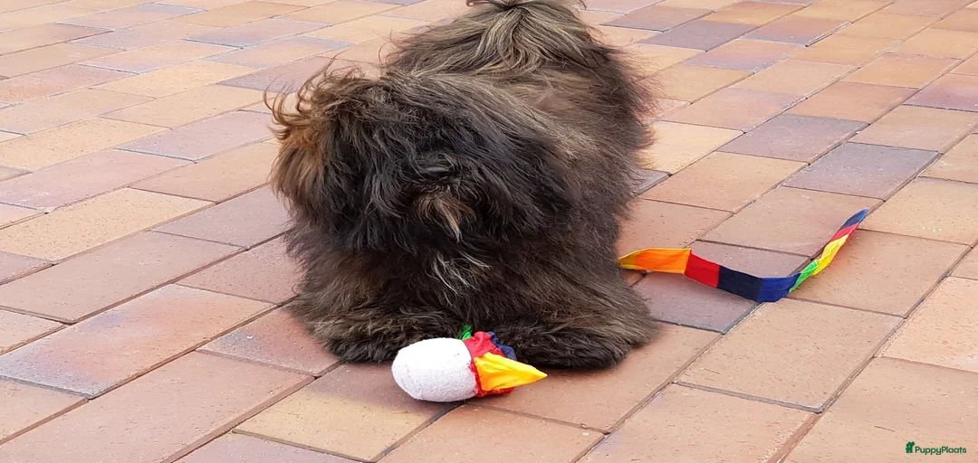 Galerij afbeelding {{count}}