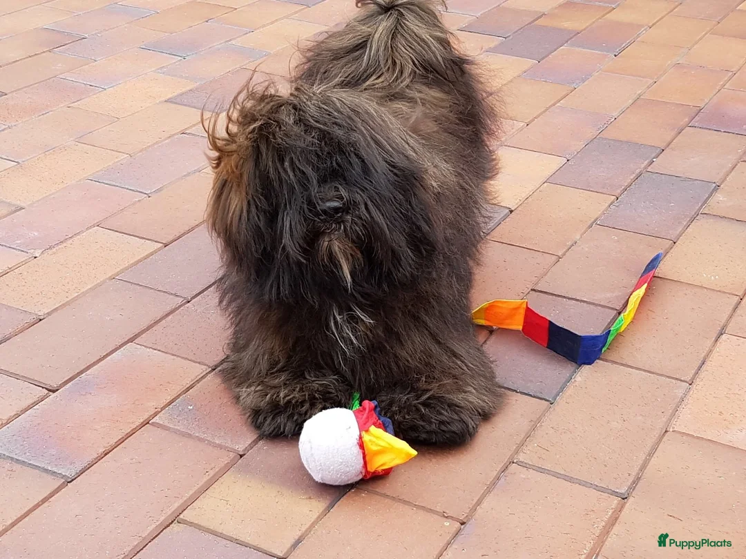 Galerij afbeelding {{count}}