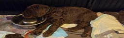 Kruising honden te koop: Labradoodle X Aussiedoodle  - Advertentie 8