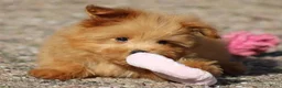 Kruising honden te koop: Vrolijke Kruising Dwergpoedel. - Advertentie 10