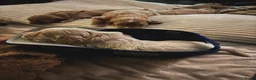 Goldendoodle honden te koop: Goldendoodle Pups Medium  - Advertentie 9