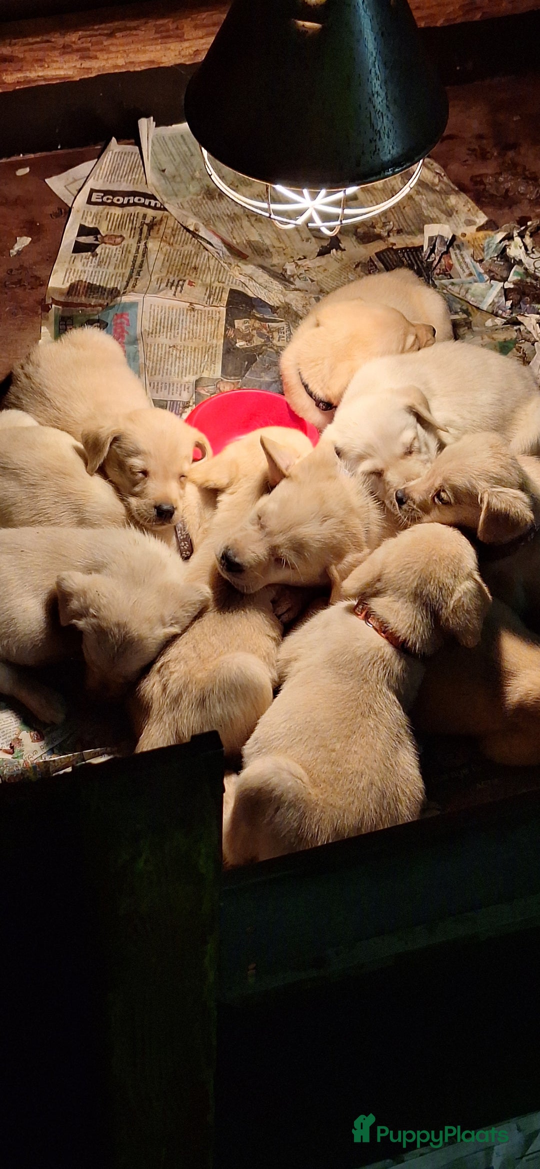 Labrador Retriever honden te koop: Raszuiver labrador pups mogen naar nieuw huisje  - Advertentie 3