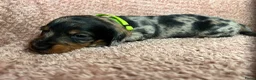 Ruwhaar Teckel honden te koop: De liefste getijgerde ruwharige teckel pups - Advertentie 4