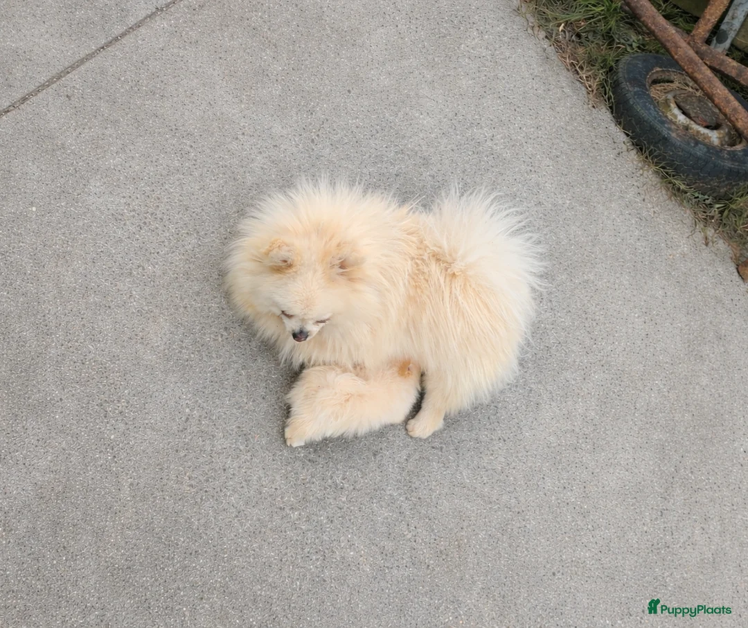 Pomeriaan honden te koop: Geweldige gezin Pomernians!  - Advertentie 7