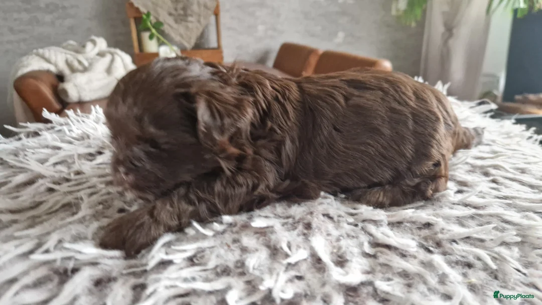 Shih Tzu honden te koop: Mooie shih tzu pups - Advertentie 12