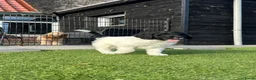 Kruising honden te koop: Kruising pups Doodle x Duitse stadoodle in Broeksterwald - Advertentie 20