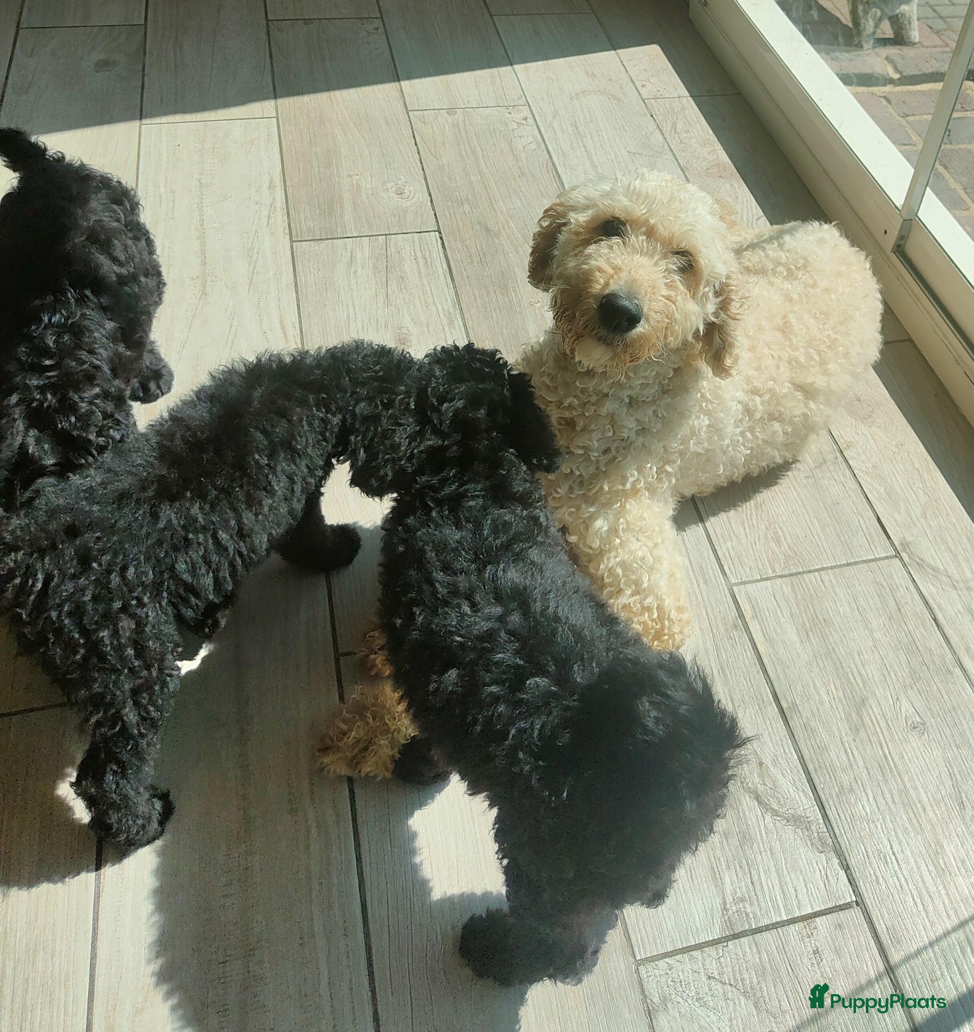 Labradoodle honden zwarte f4 multigen labradoodle pups - Advertentie 1