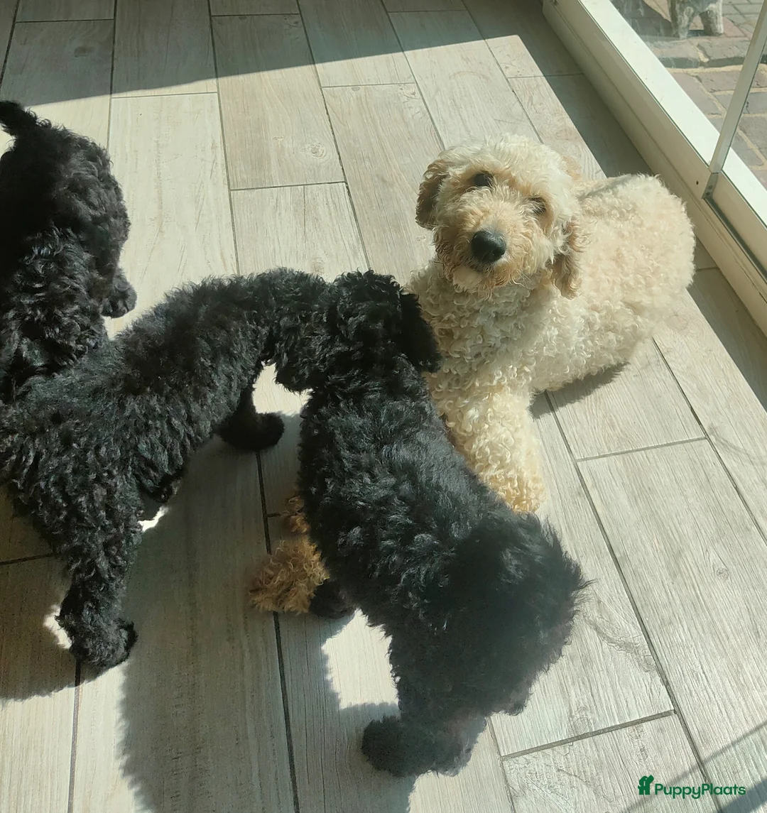 Labradoodle honden te koop: zwarte f4 multigen labradoodle pups - Advertentie 1
