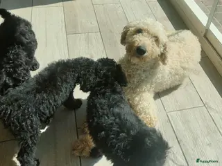 Labradoodle honden zwarte f4 multigen labradoodle pups - Advertentie 1