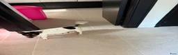 Jack Russel Terriër honden te koop: Lieve Jack Russel pups zoekenalvast een warm nest  - Advertentie 9