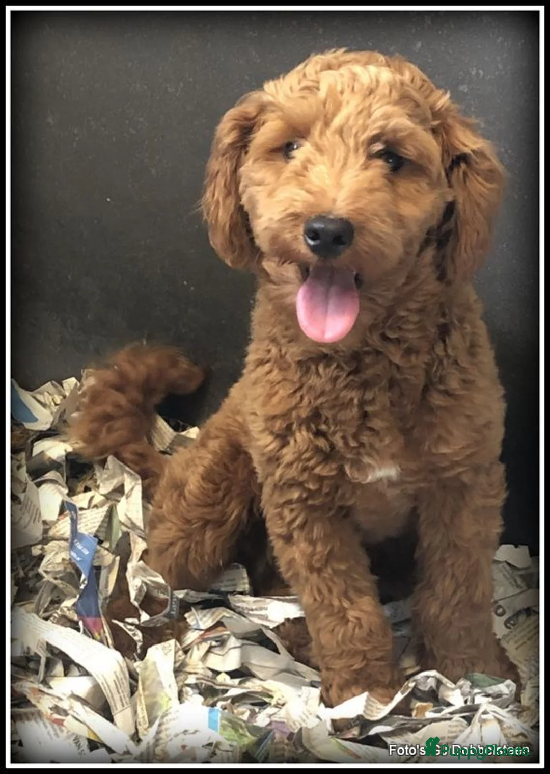 Kruising honden te koop: Boompoo pups. Boomer x Poedel - Advertentie 11