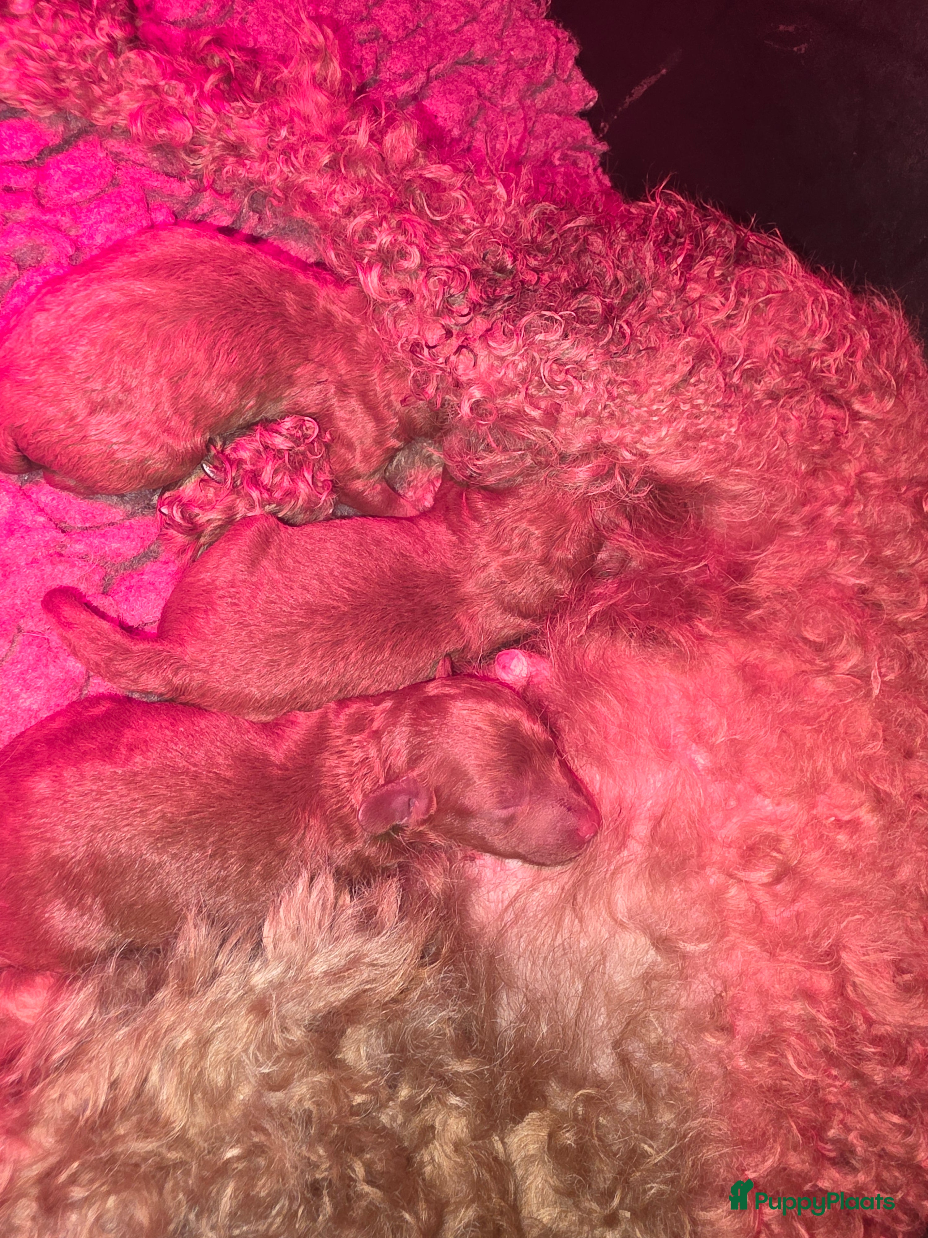 Poedel Toy honden Toy poedel pups - Advertentie 9