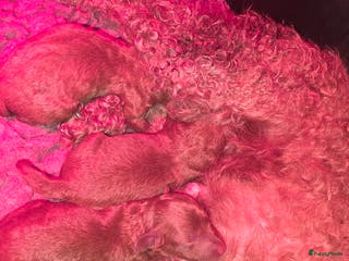 Poedel Toy honden Toy poedel pups - Advertentie 1