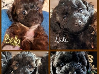 Maltipoo honden Maltipoo - Advertentie 1