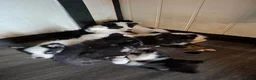Kruising honden te koop: Prachtige dutch Laika's  - Advertentie 12