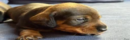 Ruwhaar Teckel honden te koop: Ruwhaar teckel pups in Maarn - Advertentie 4