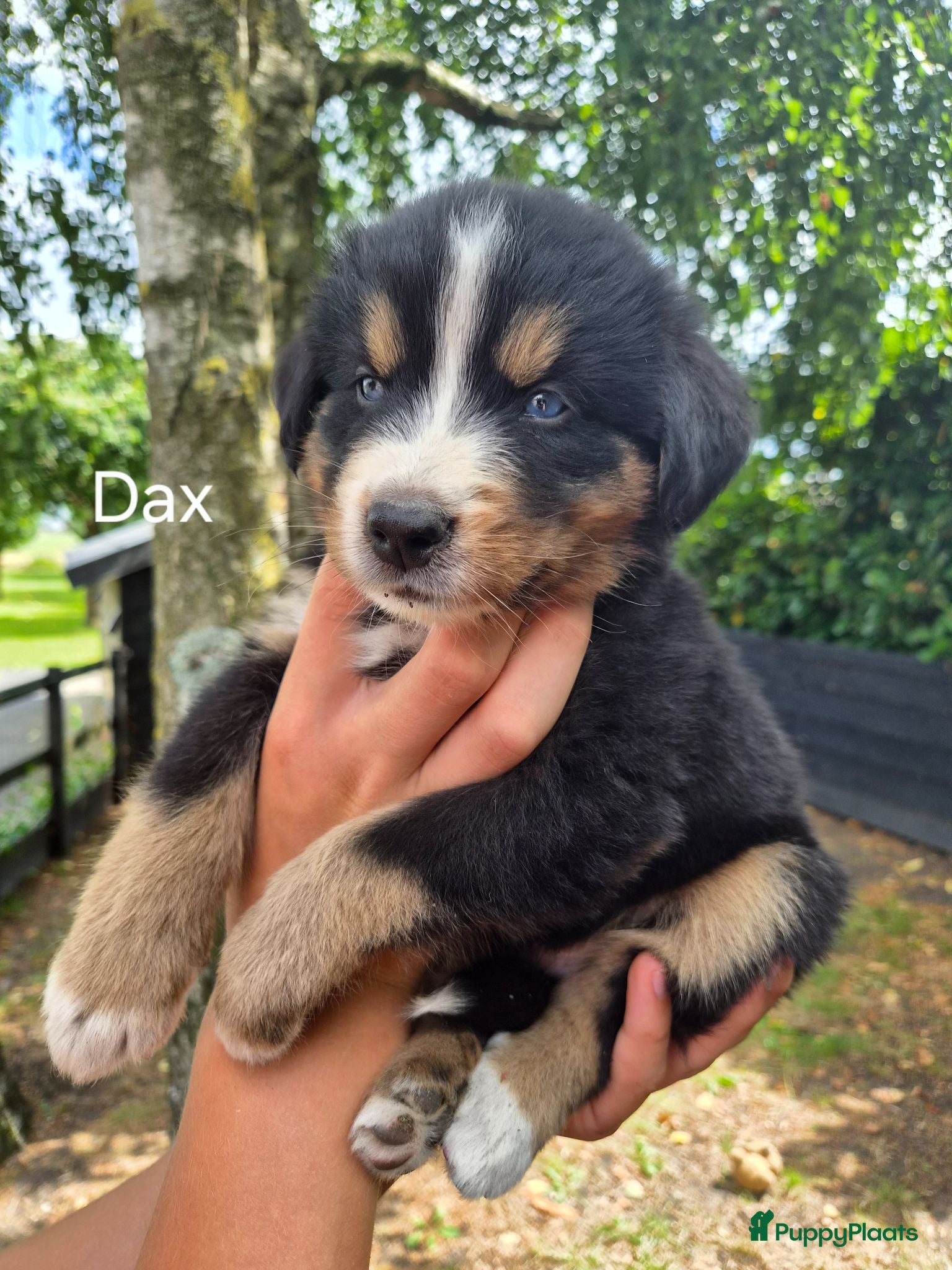 Berner Sennenhond honden Bernersennen pups  - Advertentie 1