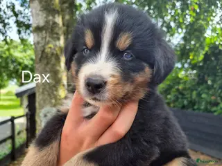 Berner Sennenhond honden Bernersennen pups - Advertentie 14