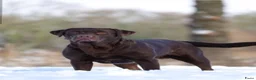 Labrador Retriever honden te koop: Prachtige labrador pups - Advertentie 10