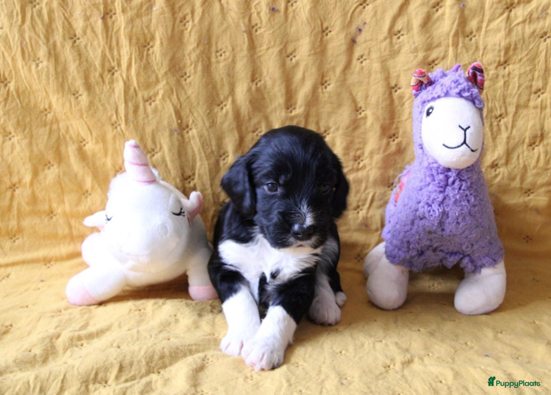 Barbet honden te koop: Barbet pups - Advertentie 30