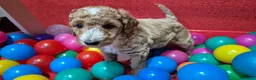 Cockapoo honden te koop: Cockapoo pupjes uit geteste ouders - Advertentie 3